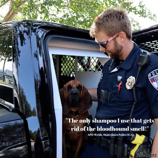 Dog Shampoo + Conditioner